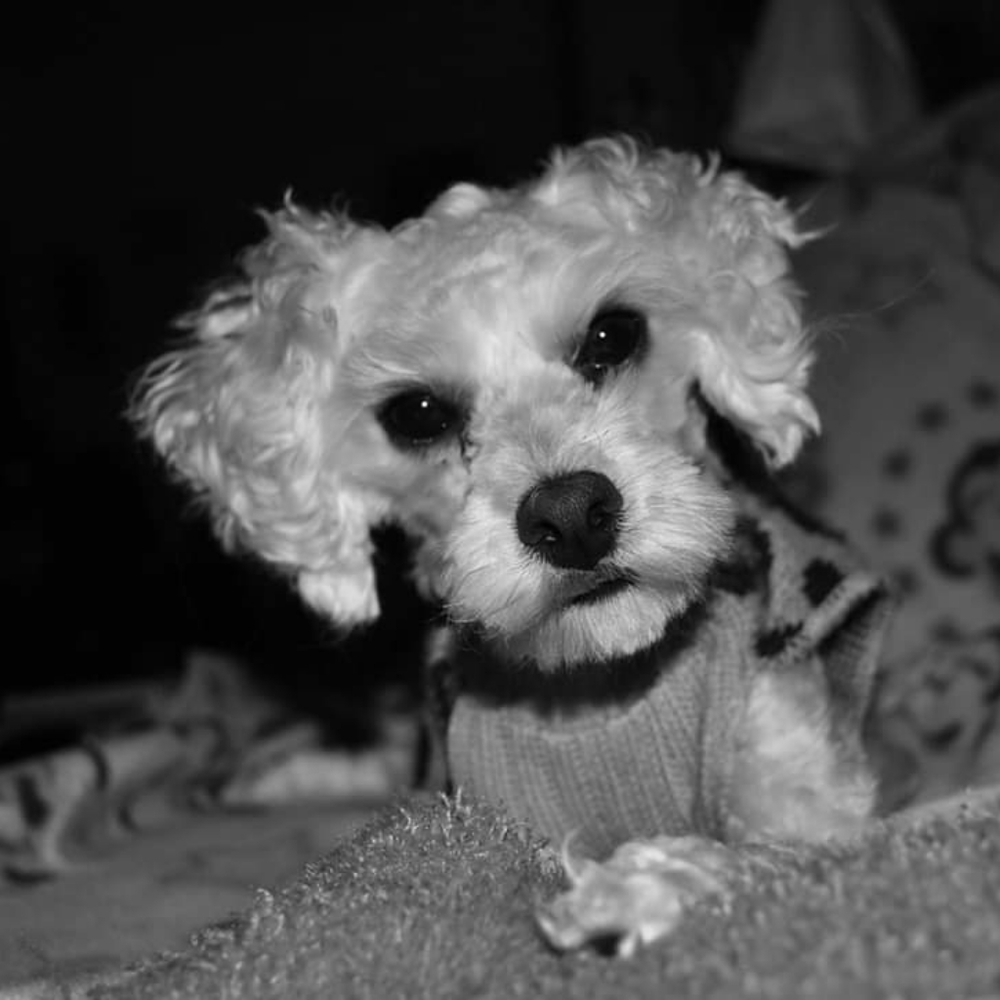 Meet your Posher, Connie